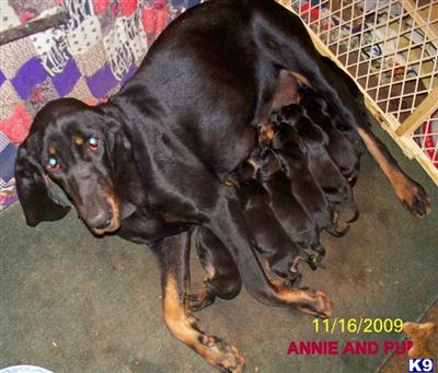 Black and Tan Coonhound Puppies for Sale