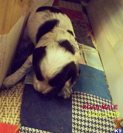 Cocker Spaniel Puppies for Sale