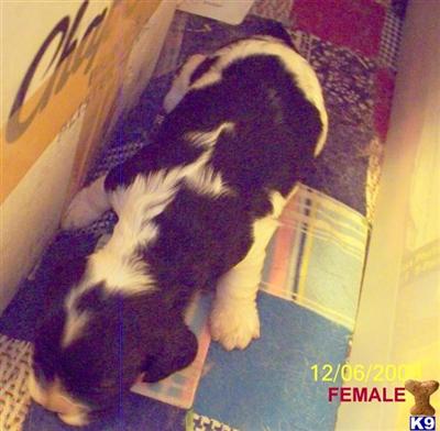 Cocker Spaniel Puppies for Sale