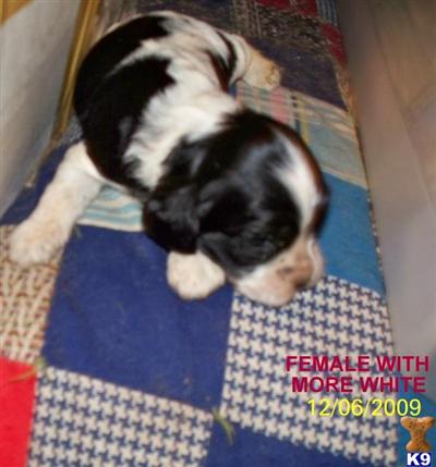 Cocker Spaniel Puppies for Sale