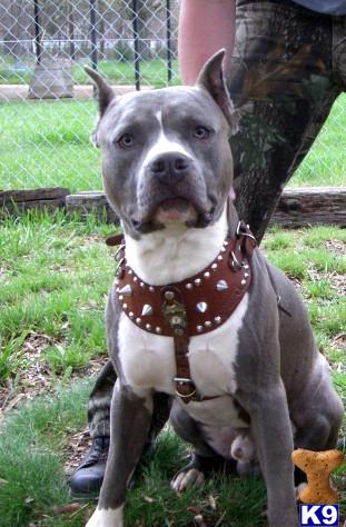 Stud Dogs in NC