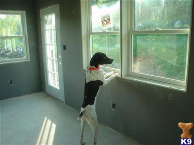 Stud Dogs - German Shorthaired Pointer