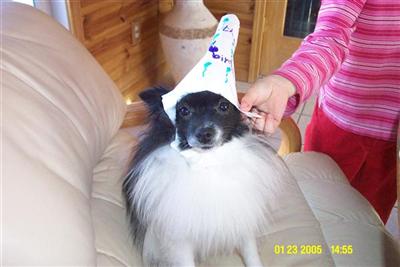 Dogs - Pomeranian
