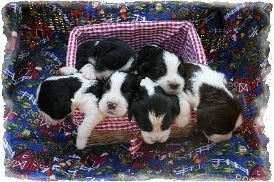 English Springer Spaniel Puppies for Sale
