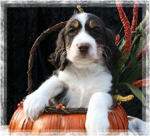 English Springer Spaniel Puppies for Sale