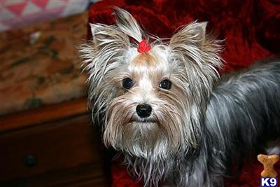 Biewer Terrier Puppies for Sale