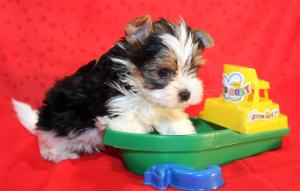 Biewer Yorkshire Terriers Puppies for Sale