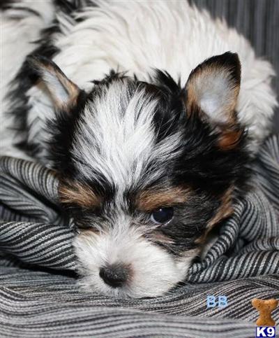Biewer Yorkshire Terriers Puppies for Sale