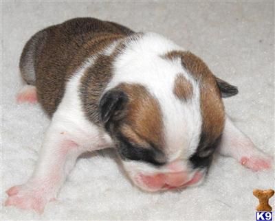 Bulldog Puppies for Sale