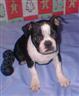 Dogs - Boston Terrier