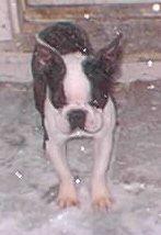 Dogs for Sale in TX