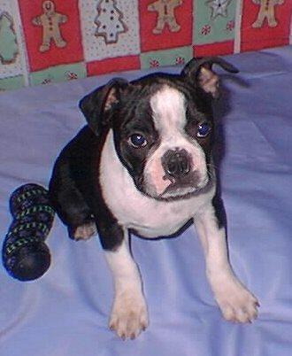 Dogs - Boston Terrier