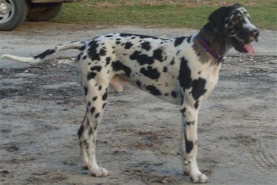 Stud Dogs - Great Dane