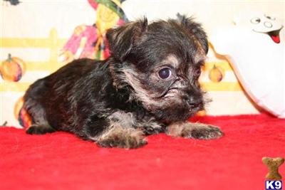 Schnoodle Puppies for Sale