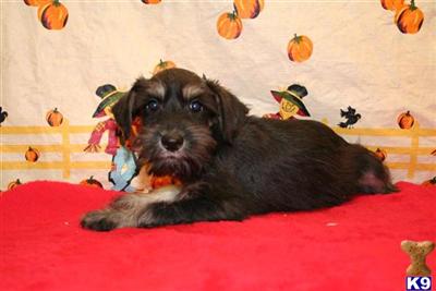 Schnoodle Puppies for Sale