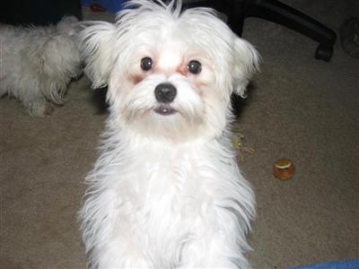 Dogs for Sale in OH