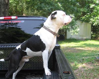 Stud Dogs - American Bulldog