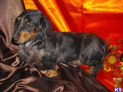 Dogs - Dachshund