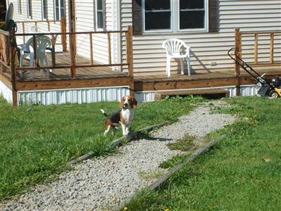 Stud Dogs - Beagle