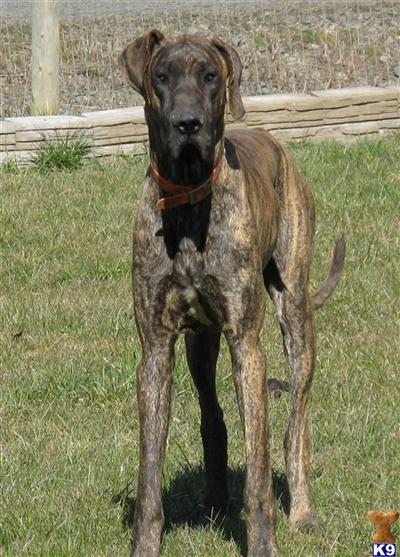 Stud Dogs in OR