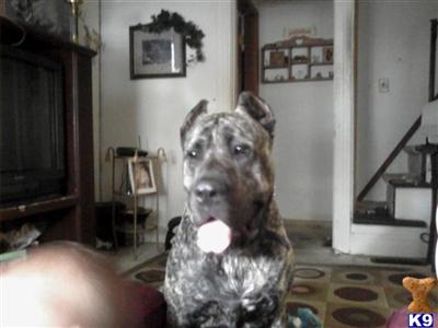 Stud Dogs - Presa Canario