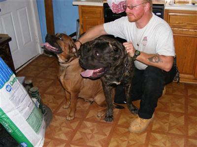 Dogs - Bullmastiff