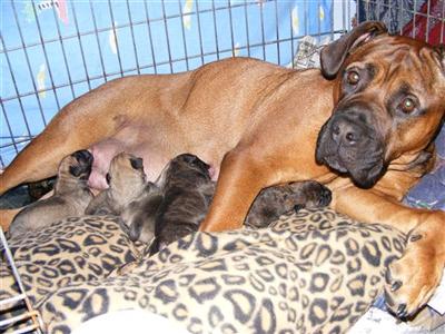 Puppies in ME