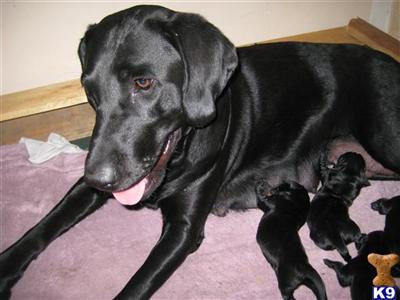 Labrador Retriever Puppies for Sale