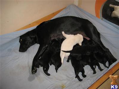 Labrador Retriever Puppies for Sale