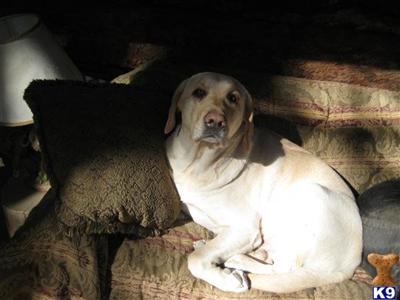 Stud Dogs - Labrador Retriever