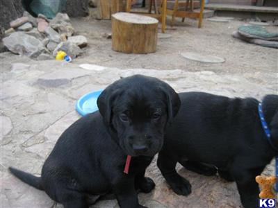 Puppies for Sale