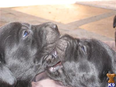 Labrador Retriever Puppies for Sale