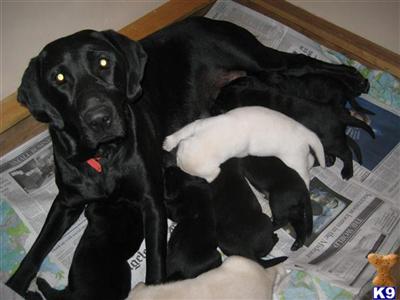 Labrador Retriever Puppies for Sale