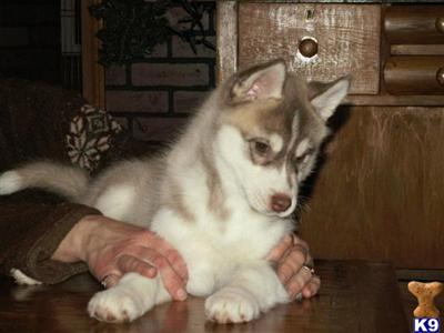 Siberian Husky Puppies for Sale