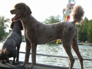 Stud Dogs - Poodle