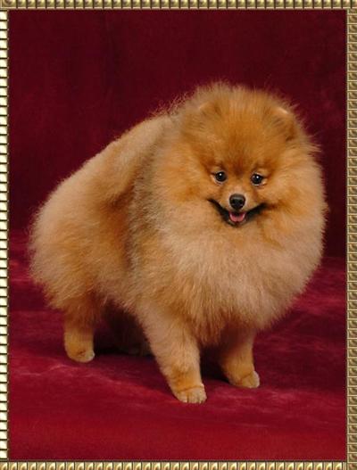 Stud Dogs - Pomeranian