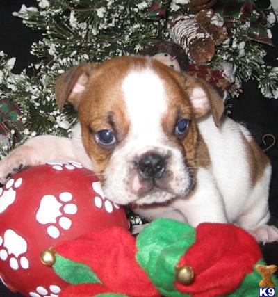 English Bulldog Puppies for Sale