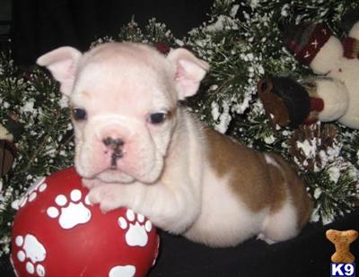 English Bulldog Puppies for Sale