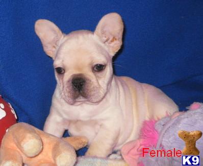 French Bulldog Puppies for Sale