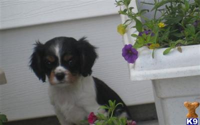 Cavalier King Charles Spaniel Puppies for Sale