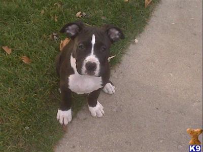 Puppies in MI