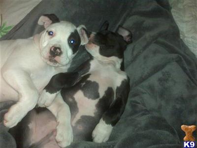Puppies in MI