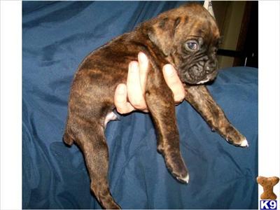 Puppies in MI