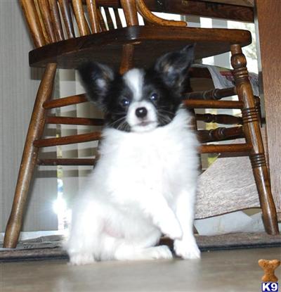 Papillon Puppies for Sale