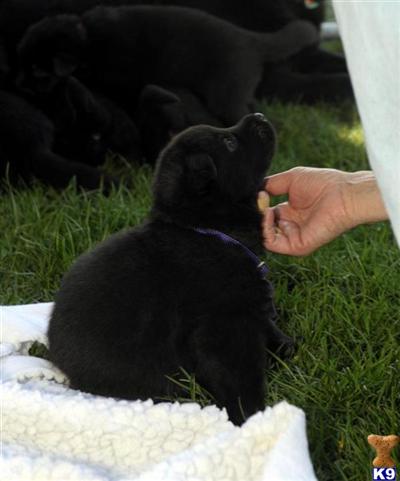Puppies in MT