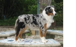Puppies in MS