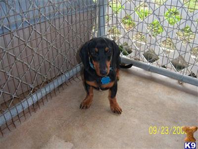 Dogs - Dachshund