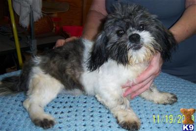 Shih Tzu Puppies for Sale
