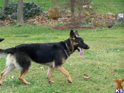 Dogs for Sale in OH