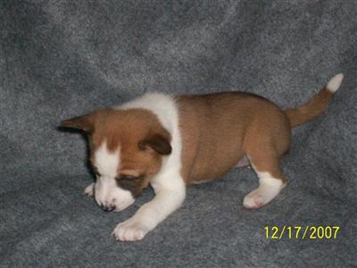 Puppies in CYPRESS
